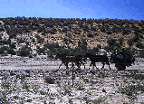 paysage d'afrique du sud